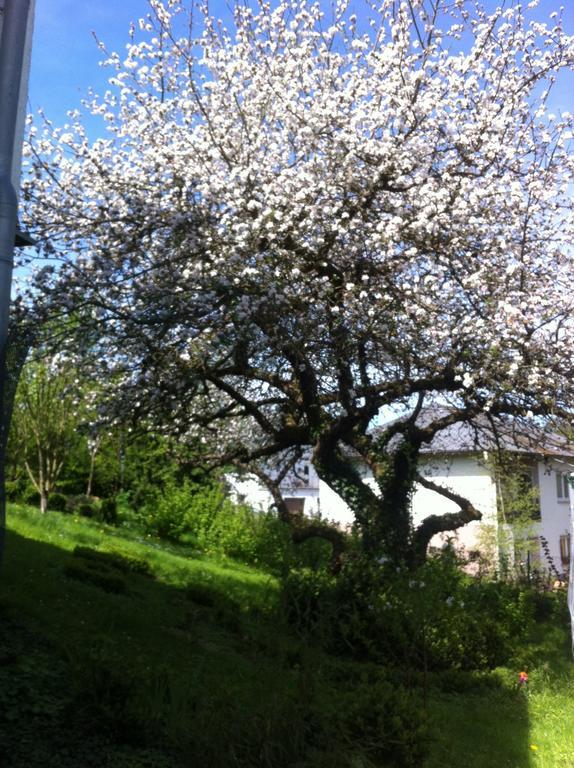 Ferienwohnung Hering In Dill ห้อง รูปภาพ